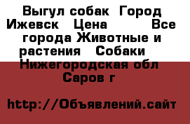 Выгул собак. Город Ижевск › Цена ­ 150 - Все города Животные и растения » Собаки   . Нижегородская обл.,Саров г.